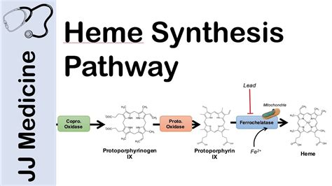 Diagram The Metabolic Pathway Of Heme