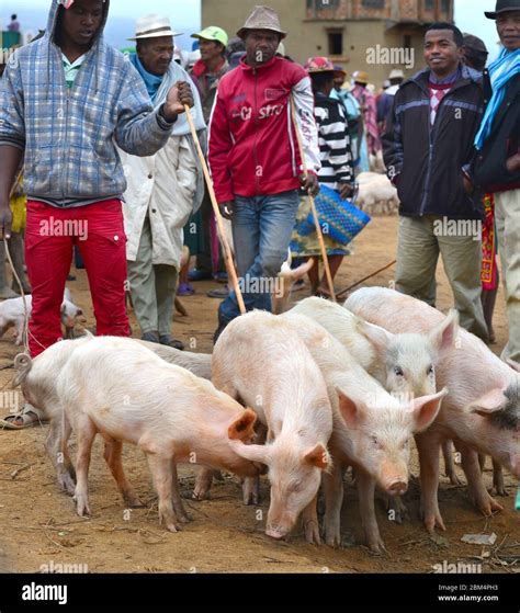 Pigs market africa hi-res stock photography and images - Alamy