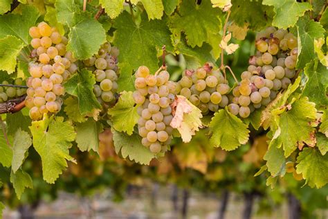 Good news for farmers! A better grape harvest is expected