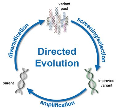 Directed Evolution — Student Biolab Zurich