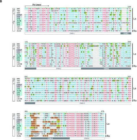 Nucleotide sequence alignment. The nucleotide sequences of (A) light ...