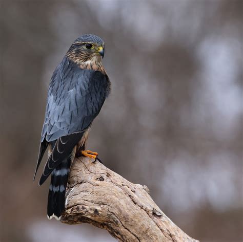 Merlin Bird Facts | Falco Columbarius