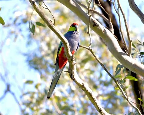 Red-capped parrot - Facts, Diet, Habitat & Pictures on Animalia.bio