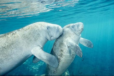 Swim with Manatees in Crystal River from Orlando