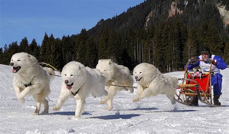 Giant Samoyed Puppies