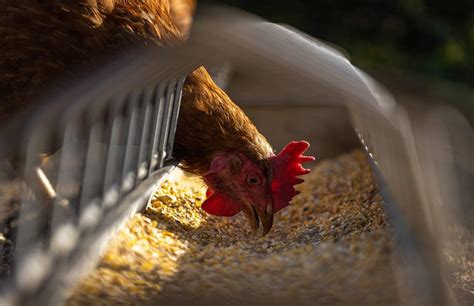 Feeding Chickens Eggs the Healthy Way - Pet Food Guide