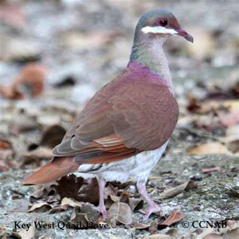 Key West Quail-Dove | Birds of Cuba | Cuban Birds