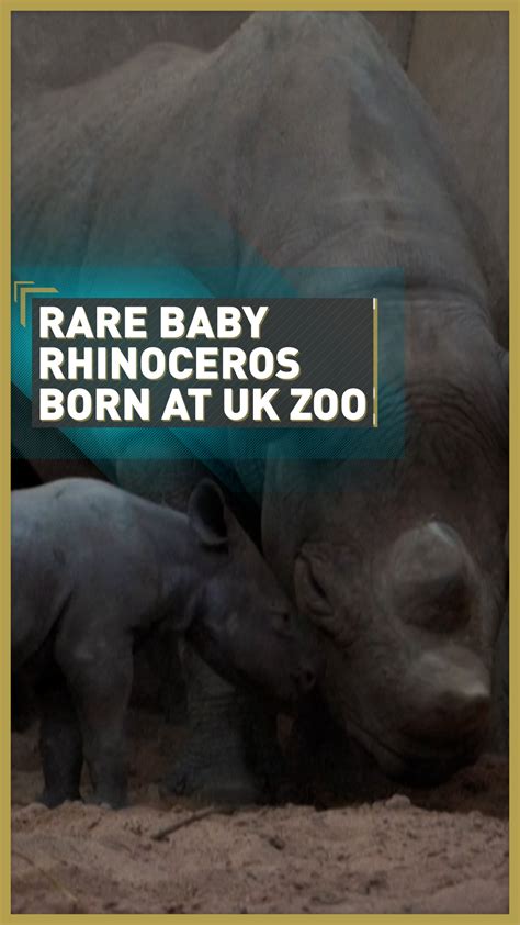 Baby of critically endangered rhino born at UK zoo - CGTN