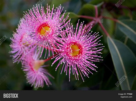 Eucalyptus Flower Image & Photo | Bigstock