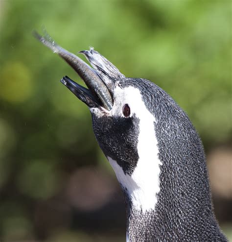 Penguin eating a fish | Flickr - Photo Sharing!