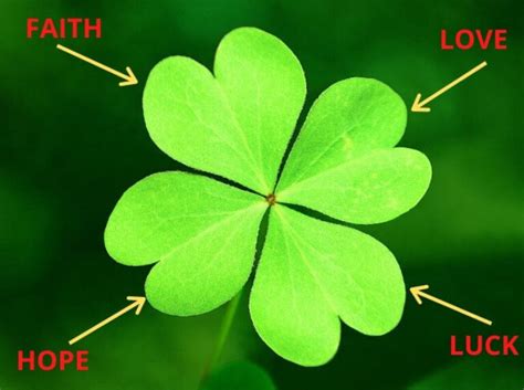 Four Leaf Clover Symbolism and Good Luck Meaning