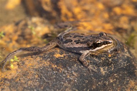 Boreal Chorus Frog, Colorado