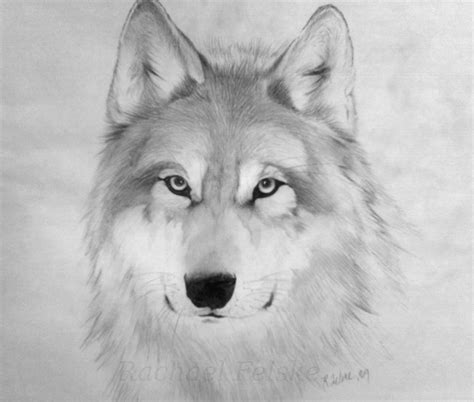 Free Wolf Drawings, Download Free Wolf Drawings png images, Free ClipArts on Clipart Library