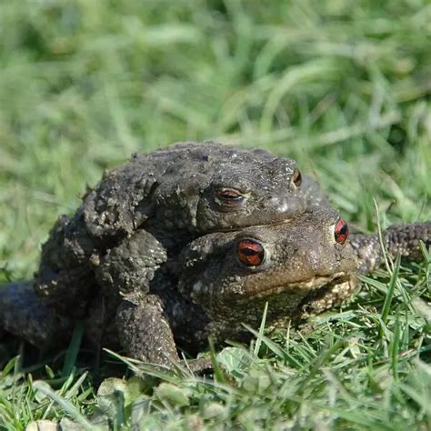 Common toad - Facts, Diet, Habitat & Pictures on Animalia.bio