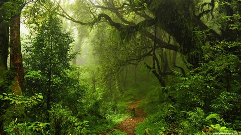 Forest Path [3840 x 2160] : wallpapers