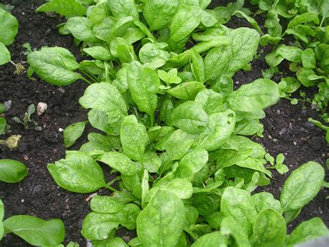 Spinach Plants