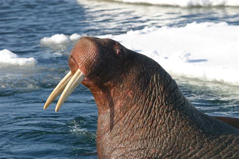 Scientists Demand Endangered Species Act Protection for Pacific Walrus - Center for Biological ...