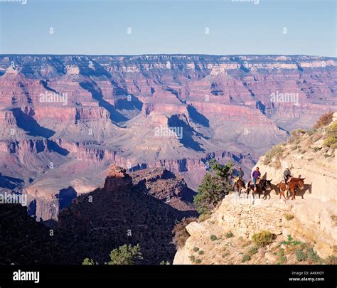 USA ARIZONA GRAND CANYON MULE TRAIN BRIGHT ANGEL TRAIL Stock Photo - Alamy