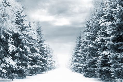 Snow Forest Wallpaper Desktop - WallpaperSafari