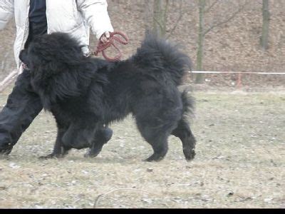 Tibetan Mastiff, Do-Khyi