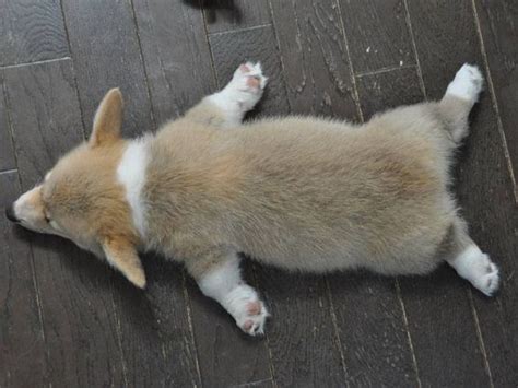 27 Welsh Corgis Sleeping In Totally Ridiculous Positions - The Paws