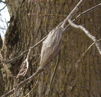 Tangled Web: Silk Moth Cocoon