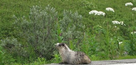 What Do I Know?: It's Marmot Day in Alaska