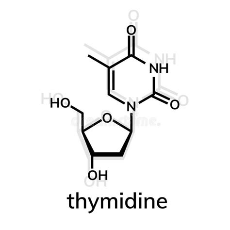 Thymidine chemical formula. On whiite background , #Aff, #chemical, #Thymidine, #formula, # ...