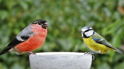 Bird Song : Garden Birds, Video and Birdsong Extravaganza - YouTube