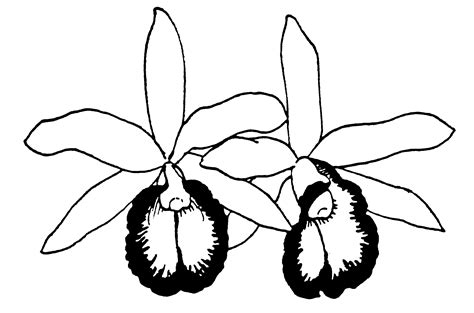 Free Orchid Flower Cliparts, Download Free Orchid Flower Cliparts png images, Free ClipArts on ...