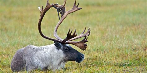 Alberta Caribou Habitat Continues To Be Sold, Despite Federal Recovery Plan