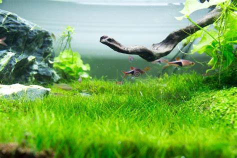 Aquarium Green Grass stock photo. Image of plants, bright - 65559224