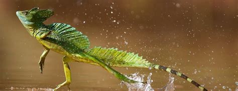 Jesus Christ Lizard | 3 Facts About This Amazing Animal | Learnodo Newtonic