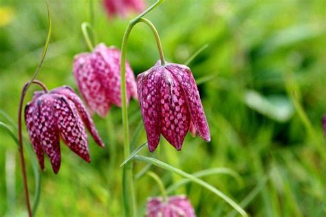 See the RHS Top 10 British native wildflowers for the garden / RHS Gardening