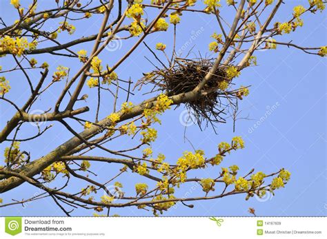 Bird nest in tree | Flowering trees, Bird nest, Flowers