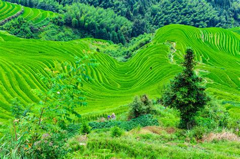 GuiLin LongSheng Rice Terraces Tour - China ChengDu Tours, Chengdu Panda Volunteer Program