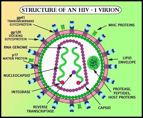 $CD$-$4$ receptor is associated with(a) AIDS(b) Cancer(c) Malaria(d) Pneumonia