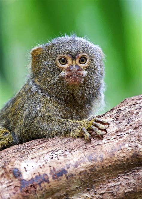 31 Pygmy Marmoset Facts: Guide to Finger Monkeys (Cebuella pygmaea) | Storyteller Travel