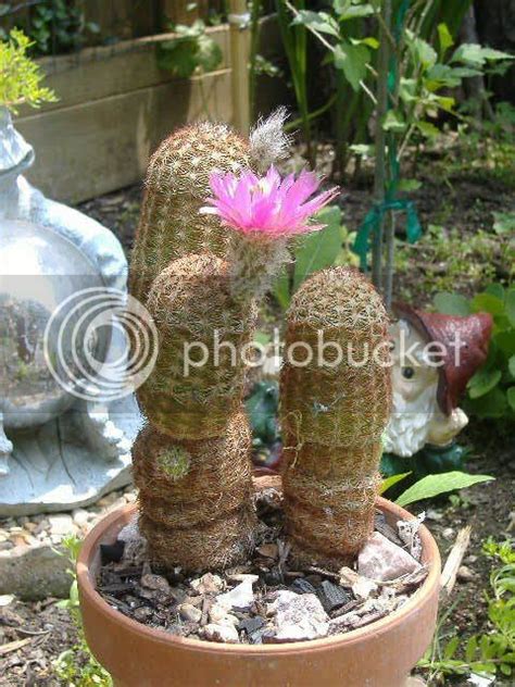 cactus/ succulent arrangements and blooms - A Gardener's Forum