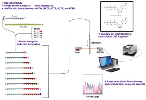 Remembering Frederick Sanger and Sanger Sequencing - Promega Connections