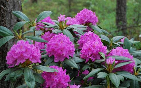 English Roseum (AKA Roseum Pink) – Rhododendrons Direct