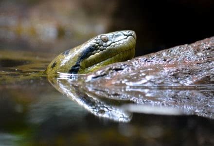 Green Anaconda l Memorable Huge Snake - Our Breathing Planet