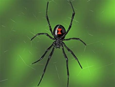 The Poisonous Black Widow Spider | HubPages