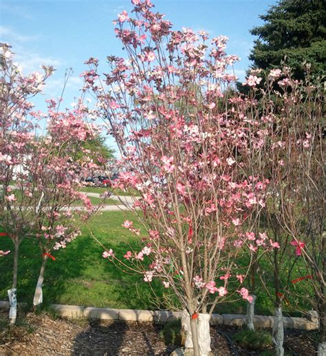 Flowering Dogwood Trees Indiana - Hoosier Home and Garden