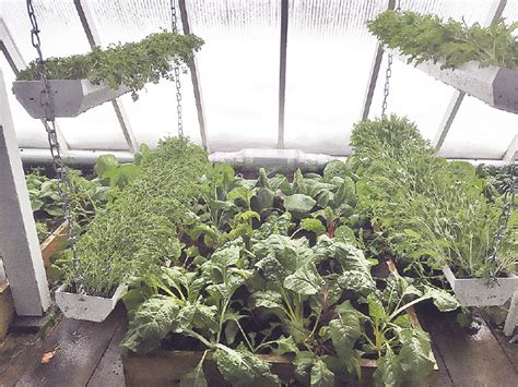 Minnesota’s first deep winter greenhouse - Northern Wilds Magazine