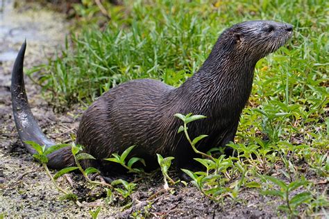 North American River Otter | BirdForum