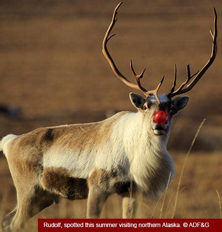 Santa's Reindeer Species Profile, Alaska Department of Fish and Game