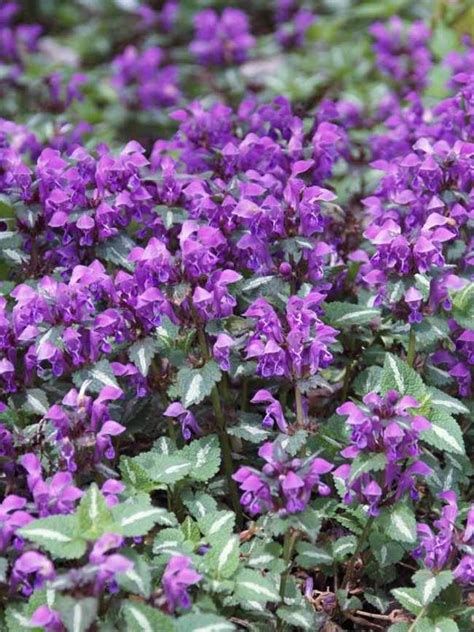 Lamium Chequers -- Bluestone Perennials For slope along west fenceline | Plants, Perennials ...