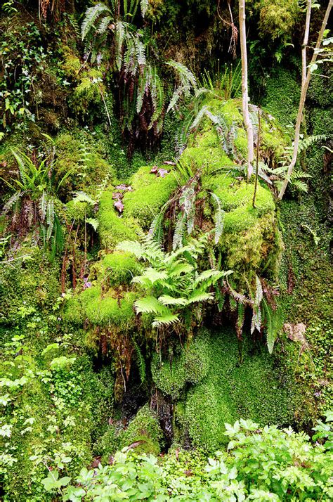 Mosses And Ferns Photograph by Paul Avis/science Photo Library