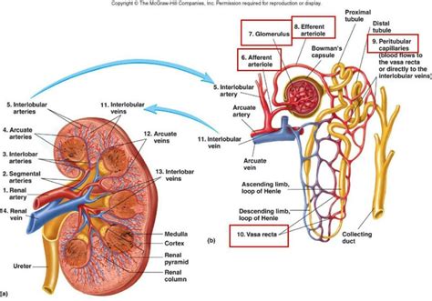 Pin by Begoña Infante on riñón | Kidney anatomy, Anatomy and physiology ...